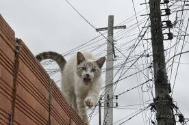 gato na energia
